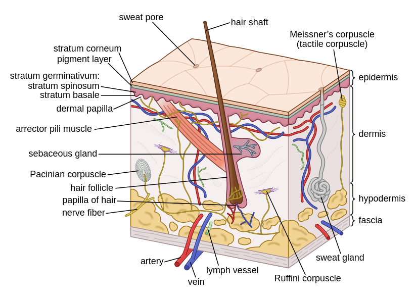 Human Skin